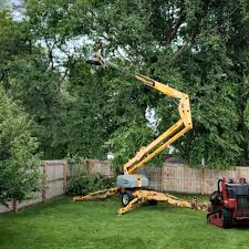 How Our Tree Care Process Works  in King Arthur Park, MT